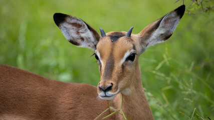 portrait of a young impala ram
