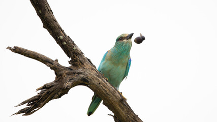 European roller with a beetle