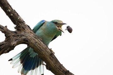 European roller with a beetle