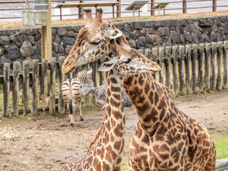 マサイキリン - 仲良し © 晃一 角田