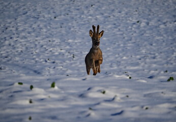 Roe walking on the snow looking around