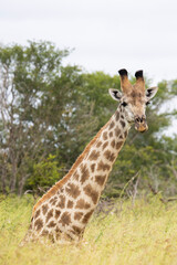 Relaxing giraffe in the wild