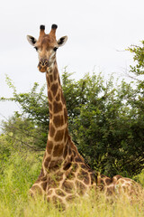 Relaxing giraffe in the wild