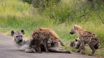 Spotted hyena clan in the wild