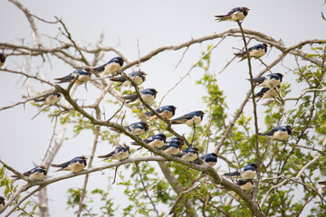 many barn swallows in a tree