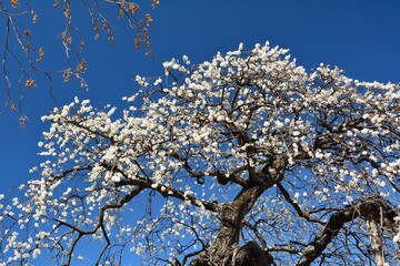 青空を背景にして早春の梅の花が咲く