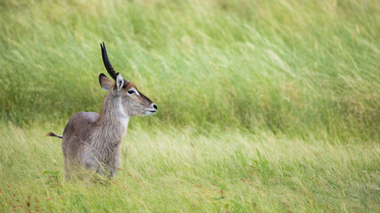 young waterbuck bull in tall grass