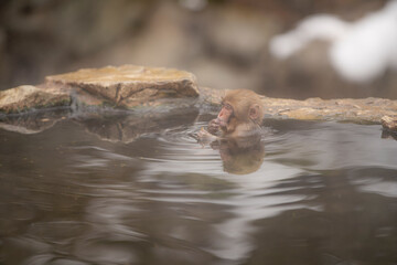 長野県山ノ内町　地獄谷野猿公苑の温泉に入るニホンザル
