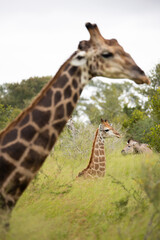 giraffes in the wild