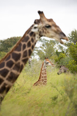 giraffes in the wild