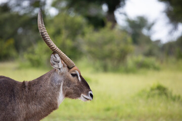 portrait of a mature waterbuck bull