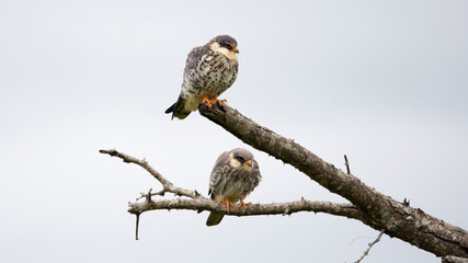 Amur falcon - 2 females