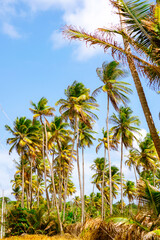 Tall coconut trees with Cloudy Blue Sky along Mayaro Coastal Road Trinidad