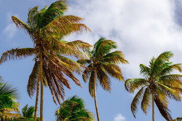 Obraz premium Tall coconut trees with Cloudy Blue Sky along Mayaro Coastal Road Trinidad