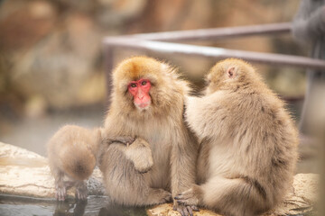 Fototapeta premium 長野県山ノ内町 地獄谷野猿公苑の温泉に入るニホンザル