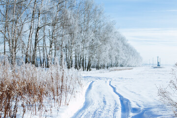 snowy forest, winter nature