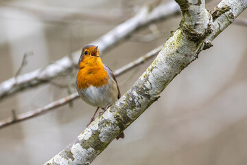 Rotkehlchen (Erithacus rubecula)