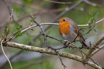 Rotkehlchen (Erithacus rubecula)