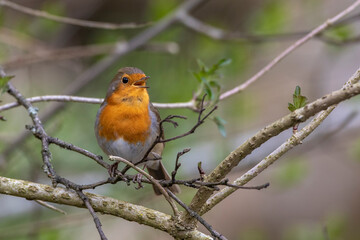 Rotkehlchen (Erithacus rubecula)