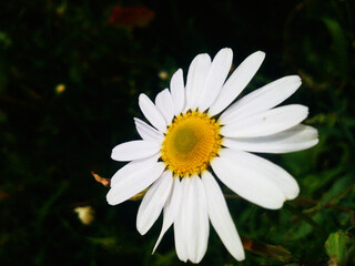 Obraz premium white daisy flower
