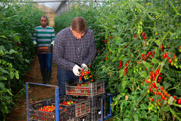 Successful male gardener with ripe red tomatoes in a greenhouse