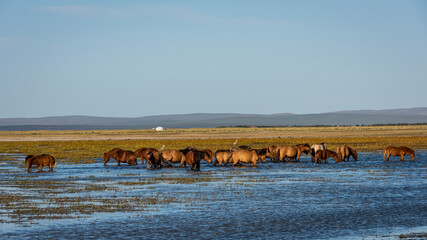 Herd of Horses in Water Mongolia