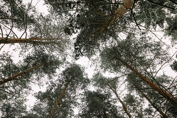 pine forest in the park, winter nature