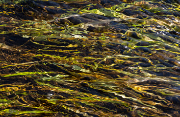 Plants in Stream Pattern