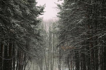 pine forest in the park, winter nature