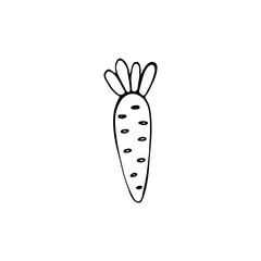 Doodle image of carrots. Hand-drawn vegetable.