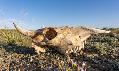 Skull of Cow
