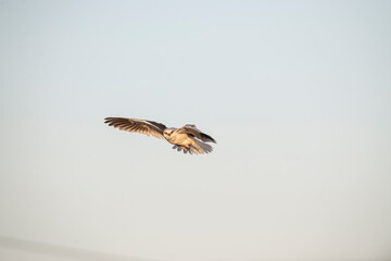 black-winged kite
