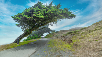 Beautiful landscape, cypress trees on the banks of the quiet tokean, which bent from the wind, on...