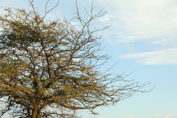 Tree against beautiful blue sky with clouds