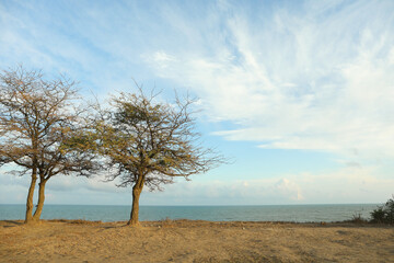 Fototapeta na wymiar Two lonely trees on slope against sea