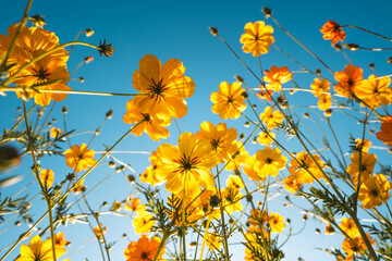 Orange and yellow flowers against the sky in spring and summer. Flower field