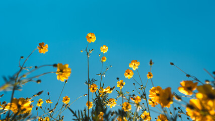 Orange and yellow flowers against the sky in spring and summer. Flower field