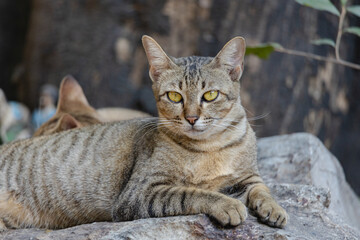 A Tabby Cat Relaxing On The Rock, Temple In Thailand.