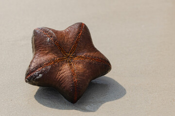 Sea Star On The Beach, Samae San Island, Thailand.