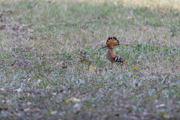 Eurasian hoopoe On The Grass, Thailand.