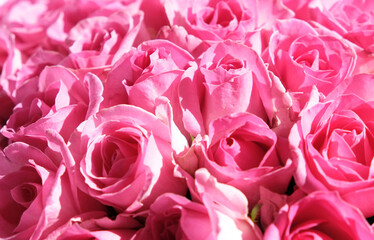 Bouquet of pink roses. Bouquet of roses. Rose. Red Valentines Day, wedding day background. 