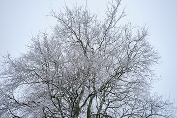 Fototapeta na wymiar single winter tree