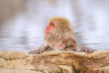 Obraz premium 長野県山ノ内町 地獄谷野猿公苑の温泉に入るニホンザル