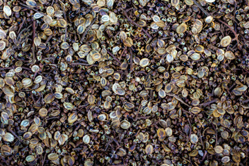Thai herb or Zanthoxylum limonella Alston and Leech Lime, Makrut lime, Mauritius papeda 