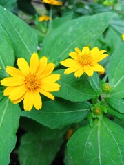 yellow flower in the garden