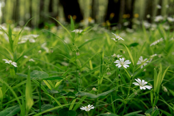 Texture of little white spring flowers of asterisk on a green grass background