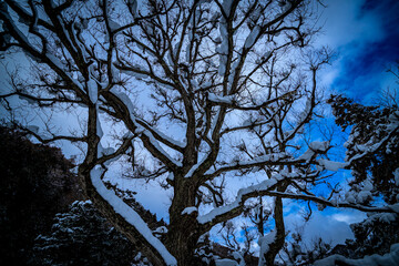 雪の積もった木