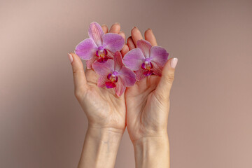 Pink orchid flowers in hands on a beige background. Tropical flowers. Spa salon concept