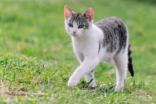 little kitten playing outdoor
