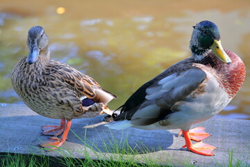 Close-up on colorful ducks along a canal in Giethoorn, Overijssel, Netherlands